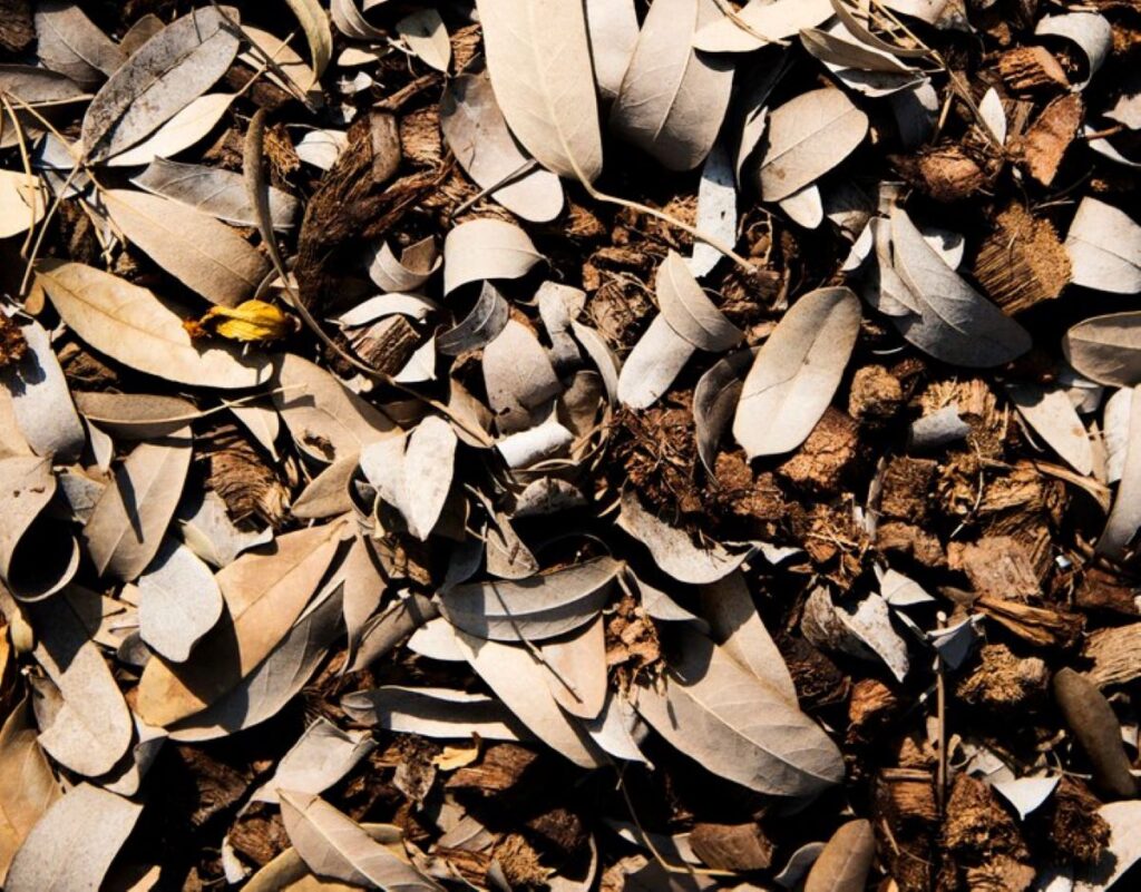 wood chips mulch