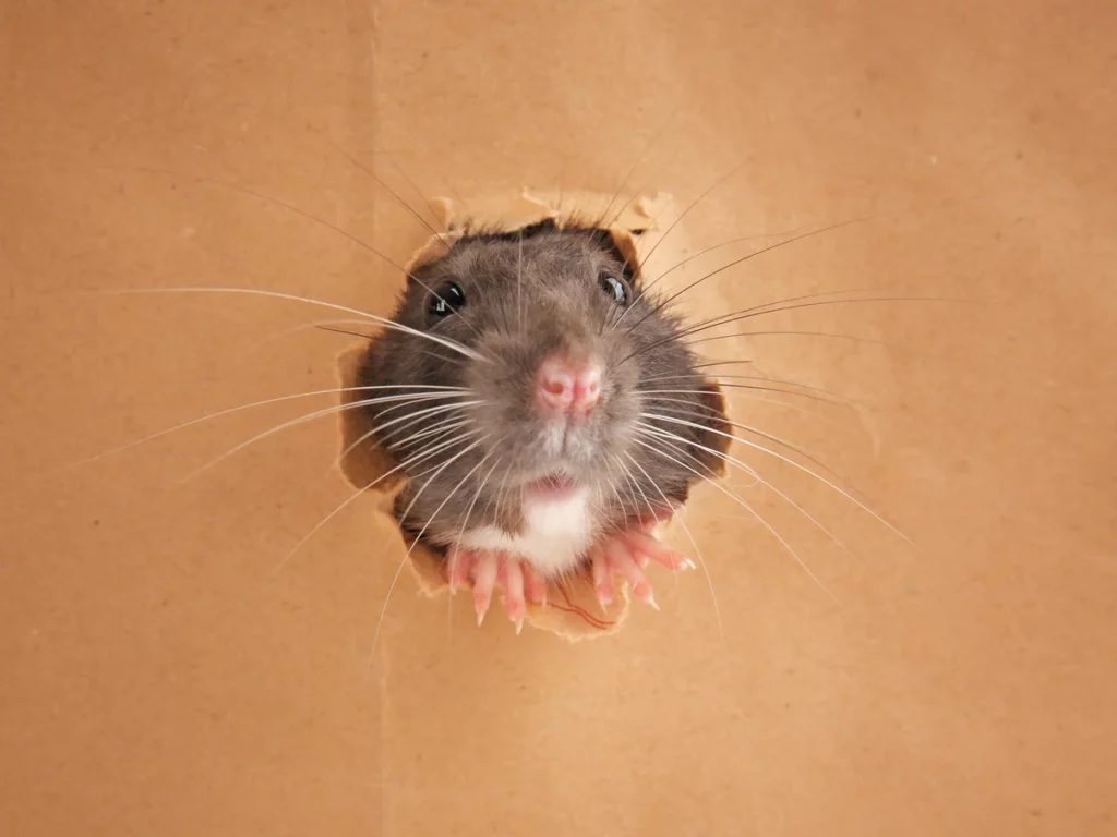 Rat Removal Sydney: How Professionals Eliminate Infestations

