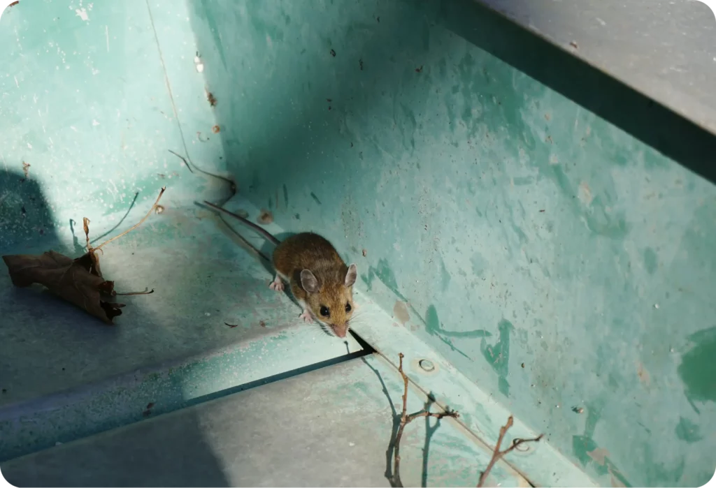 Rodent Removal Sydney: Protecting Properties from Costly Damage

