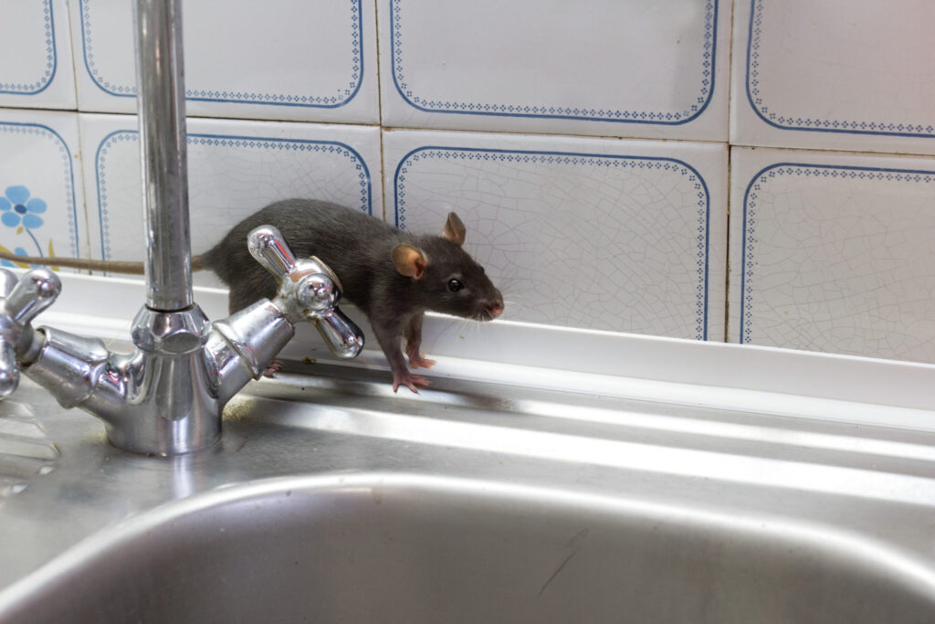 Rodent Removal Sydney: Protecting Properties from Costly Damage


