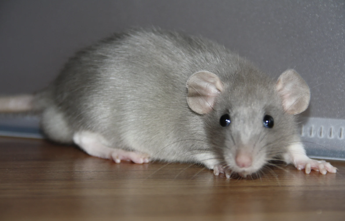 Rat Removal Sydney: How Professionals Eliminate Infestations

