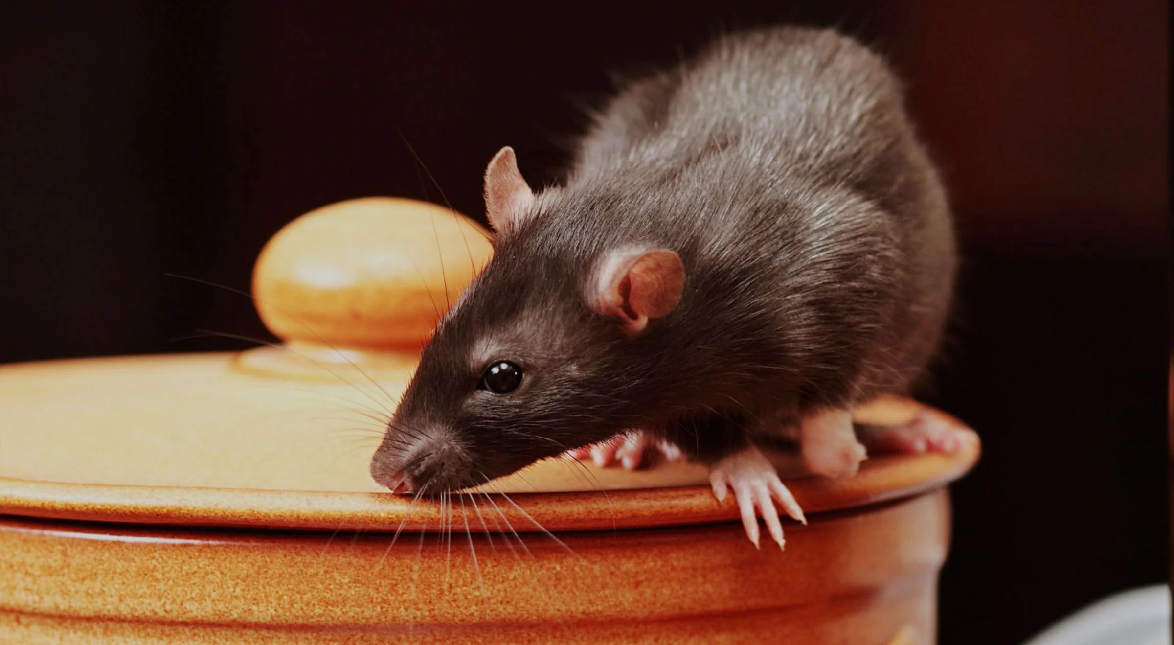 Rat Removal Sydney: How Professionals Eliminate Infestations