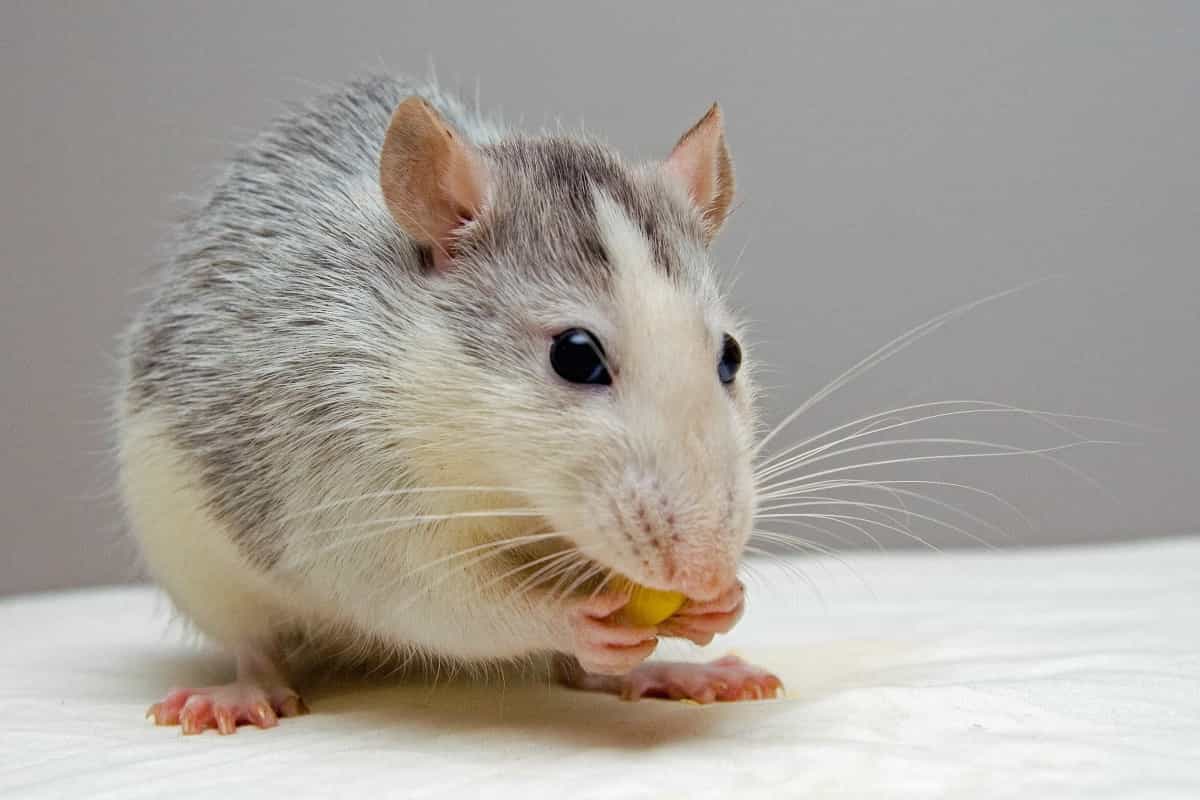 Rodent Removal Sydney: Protecting Properties from Costly Damage